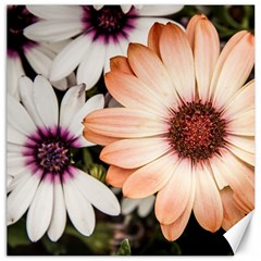 Beautiful Colourful African Daisies Canvas 16  X 16  