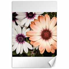 Beautiful Colourful African Daisies Canvas 24  X 36 