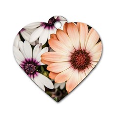 Beautiful Colourful African Daisies Dog Tag Heart (one Side)