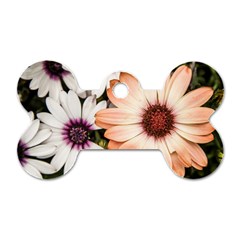 Beautiful Colourful African Daisies Dog Tag Bone (one Side)