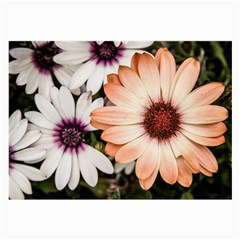 Beautiful Colourful African Daisies Large Glasses Cloth (2-side) by OZMedia