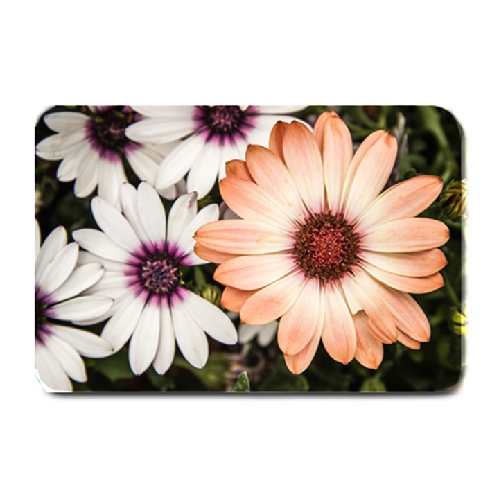 Beautiful Colourful African Daisies Plate Mats