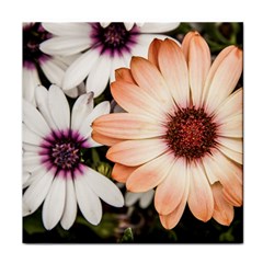 Beautiful Colourful African Daisies Face Towel by OZMedia