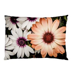 Beautiful Colourful African Daisies Pillow Cases by OZMedia