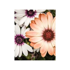 Beautiful Colourful African Daisies Shower Curtain 48  X 72  (small) 