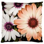 Beautiful Colourful African Daisies Large Flano Cushion Cases (One Side)  Front