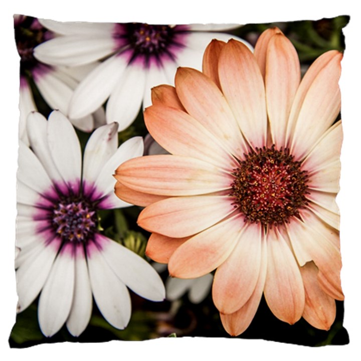 Beautiful Colourful African Daisies Large Flano Cushion Cases (One Side) 