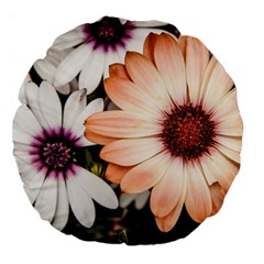 Beautiful Colourful African Daisies Large 18  Premium Flano Round Cushions