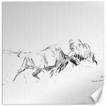 buffalo / bison  Canvas 16  x 16  (Unframed) 15.2 x15.41  Canvas - 1