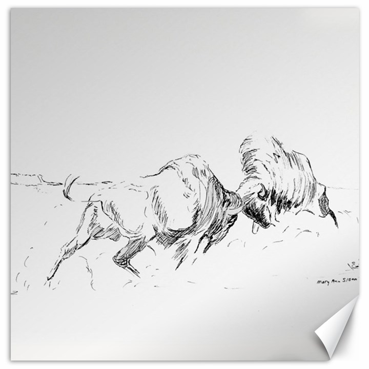 buffalo / bison  Canvas 16  x 16  (Unframed)