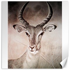 Antelope Horns Canvas 20  X 20   by TwoFriendsGallery