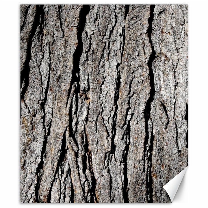 TREE BARK Canvas 8  x 10 