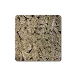 GREY TREE BARK Square Magnet