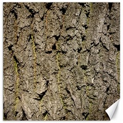 Grey Tree Bark Canvas 12  X 12   by trendistuff