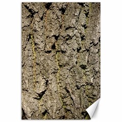 Grey Tree Bark Canvas 24  X 36 