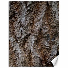 Douglas Fir Bark Canvas 12  X 16  