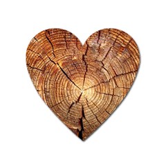 Cross Section Of An Old Tree Heart Magnet by trendistuff