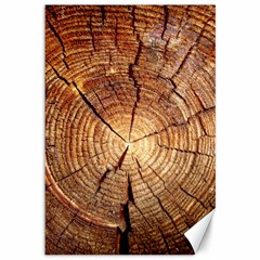 Cross Section Of An Old Tree Canvas 12  X 18   by trendistuff