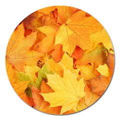 Yellow Maple Leaves Magnet 5  (round) by trendistuff