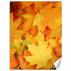 Yellow Maple Leaves Canvas 36  X 48  