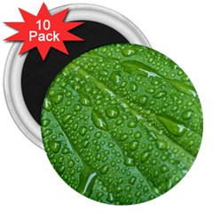 Green Leaf Drops 3  Magnets (10 Pack) 