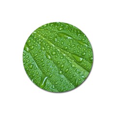 Green Leaf Drops Magnet 3  (round) by trendistuff