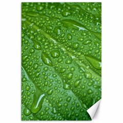 Green Leaf Drops Canvas 20  X 30  