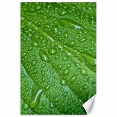 Green Leaf Drops Canvas 24  X 36  by trendistuff