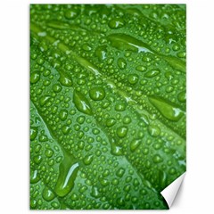 Green Leaf Drops Canvas 36  X 48   by trendistuff