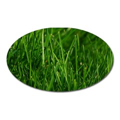 Green Grass 1 Oval Magnet