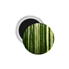 Bamboo Grove 2 1 75  Magnets