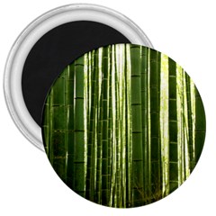 Bamboo Grove 2 3  Magnets by trendistuff