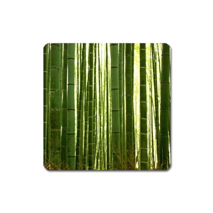 BAMBOO GROVE 2 Square Magnet