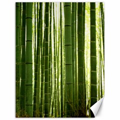 Bamboo Grove 2 Canvas 12  X 16  