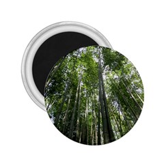 Bamboo Grove 1 2 25  Magnets by trendistuff