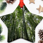 BAMBOO GROVE 1 Ornament (Star) 