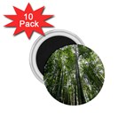 BAMBOO GROVE 1 1.75  Magnets (10 pack) 