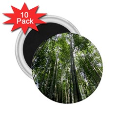 Bamboo Grove 1 2 25  Magnets (10 Pack) 