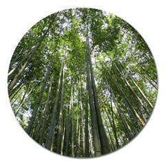 Bamboo Grove 1 Magnet 5  (round) by trendistuff