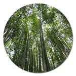 BAMBOO GROVE 1 Magnet 5  (Round)