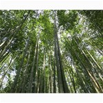 BAMBOO GROVE 1 Collage 8  x 10  10 x8  Print - 5