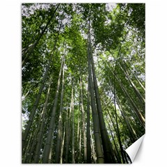 Bamboo Grove 1 Canvas 12  X 16  