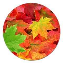 AUTUMN LEAVES 1 Magnet 5  (Round)