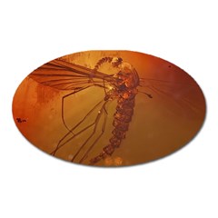 MOSQUITO IN AMBER Oval Magnet