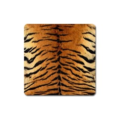 Tiger Fur Square Magnet by trendistuff