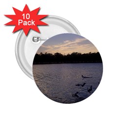 Intercoastal Seagulls 3 2 25  Buttons (10 Pack)  by Jamboo