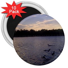 Intercoastal Seagulls 3 3  Magnets (10 Pack)  by Jamboo