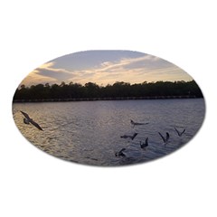 Intercoastal Seagulls 3 Oval Magnet by Jamboo