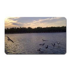 Intercoastal Seagulls 3 Magnet (rectangular)