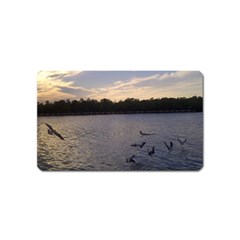 Intercoastal Seagulls 3 Magnet (name Card) by Jamboo